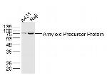 Amyloid Precursor Protein Antibody in Western Blot (WB)