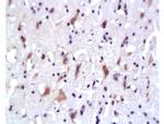 AKT1/3 Antibody in Immunohistochemistry (Paraffin) (IHC (P))