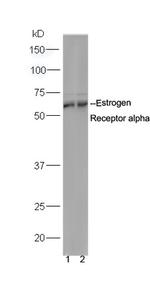 Estrogen Receptor alpha Antibody in Western Blot (WB)