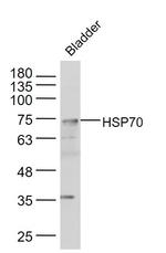 HSP70 Antibody in Western Blot (WB)