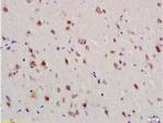 Nogo Receptor Antibody in Immunohistochemistry (Paraffin) (IHC (P))