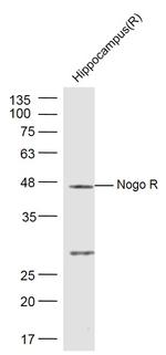 Nogo Receptor Antibody in Western Blot (WB)