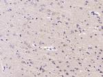 HSP90 beta Antibody in Immunohistochemistry (Paraffin) (IHC (P))