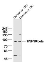HSP90 beta Antibody in Western Blot (WB)