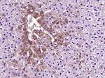 Prealbumin Antibody in Immunohistochemistry (Paraffin) (IHC (P))