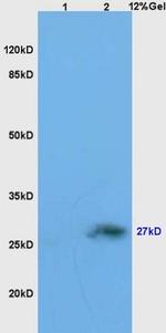 Neurotrophin 4 Antibody in Western Blot (WB)