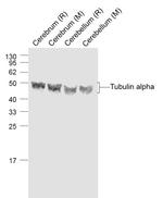Tubulin-alpha Antibody in Western Blot (WB)