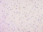 Neurotrophin 3 Antibody in Immunohistochemistry (Paraffin) (IHC (P))
