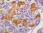 GFRA4 Antibody in Immunohistochemistry (Paraffin) (IHC (P))