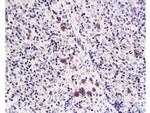 Caspase-1 P10 Antibody in Immunohistochemistry (Paraffin) (IHC (P))