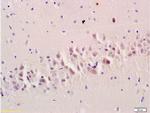 PSD95 Antibody in Immunohistochemistry (Paraffin) (IHC (P))