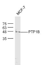 PTP1B Antibody in Western Blot (WB)