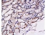 Preproendothelin 1 Antibody in Immunohistochemistry (Paraffin) (IHC (P))