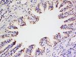 Preproendothelin 1 Antibody in Immunohistochemistry (Paraffin) (IHC (P))
