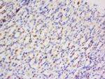 Preproendothelin 1 Antibody in Immunohistochemistry (Paraffin) (IHC (P))
