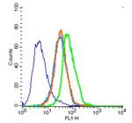 CD31 Antibody in Flow Cytometry (Flow)