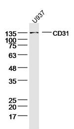 CD31 Antibody in Western Blot (WB)