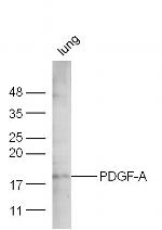PDGF A Antibody in Western Blot (WB)