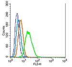 GFAP Antibody in Flow Cytometry (Flow)