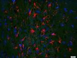 GFAP Antibody in Immunohistochemistry (Paraffin) (IHC (P))