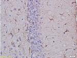 GFAP Antibody in Immunohistochemistry (Paraffin) (IHC (P))