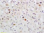 PACAP-38 Antibody in Immunohistochemistry (Paraffin) (IHC (P))