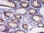 GDNFRA Antibody in Immunohistochemistry (Paraffin) (IHC (P))