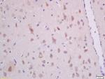 GHRH Antibody in Immunohistochemistry (Paraffin) (IHC (P))