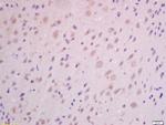 GHRH Antibody in Immunohistochemistry (Paraffin) (IHC (P))