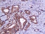 TSHR Antibody in Immunohistochemistry (Paraffin) (IHC (P))