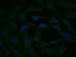 MEK2 Antibody in Immunocytochemistry (ICC/IF)