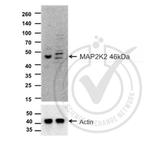 MEK2 Antibody in Western Blot (WB)