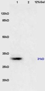 14-3-3 Alpha/Beta/Gamma/Delta/Epsilon Antibody in Western Blot (WB)