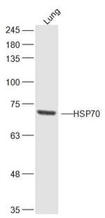 HSP70 1A/1B Antibody in Western Blot (WB)