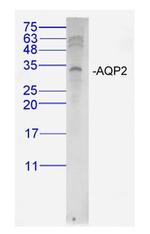 AQP2 Antibody in Western Blot (WB)
