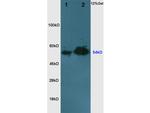 PBEF1 Antibody in Western Blot (WB)