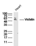 PBEF1 Antibody in Western Blot (WB)