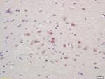 ZNF231 Antibody in Immunohistochemistry (Paraffin) (IHC (P))