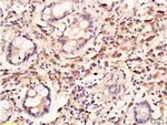 Cyclin C Antibody in Immunohistochemistry (Paraffin) (IHC (P))