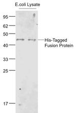 His Tag Antibody in Western Blot (WB)
