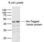 His Tag Antibody in Western Blot (WB)