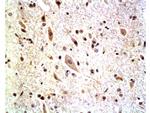 Neurofascin Antibody in Immunohistochemistry (Paraffin) (IHC (P))