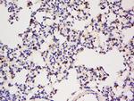 IGBP1 Antibody in Immunohistochemistry (Paraffin) (IHC (P))