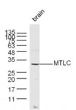 MTLC Antibody in Western Blot (WB)