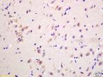 G protein beta Antibody in Immunohistochemistry (Paraffin) (IHC (P))