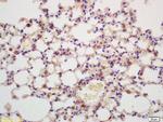 G protein beta Antibody in Immunohistochemistry (Paraffin) (IHC (P))