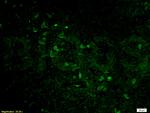 Histone H3 Antibody in Immunohistochemistry (Paraffin) (IHC (P))
