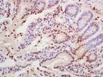 Histone H3 Antibody in Immunohistochemistry (Paraffin) (IHC (P))