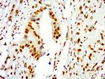 Histone H3 Antibody in Immunohistochemistry (Paraffin) (IHC (P))