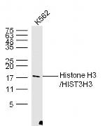 Histone H3 Antibody in Western Blot (WB)